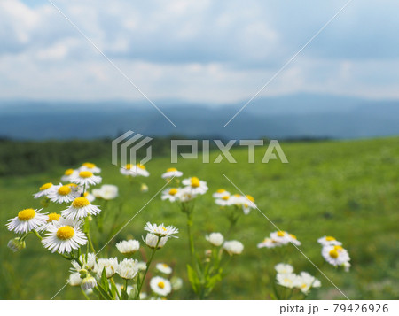 スカイファームロードひたの亀石峠に咲くヘラバヒメジョオン　大分県日田市天瀬町出口 79426926