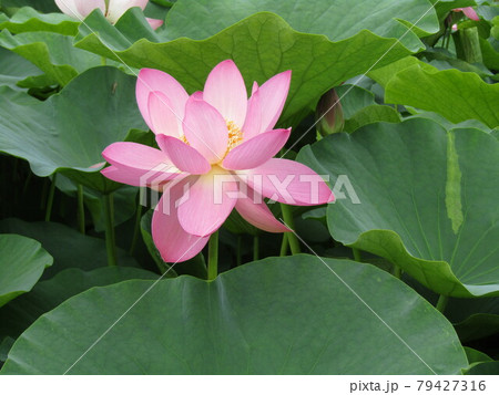 開花した千葉公園のオオガハスの桃色の花 開花した千葉公園のオオガハスの桃色の花 79427316