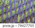 田植えが終わった水田風景 79427705