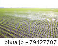 田植えが終わった水田風景 79427707