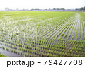 田植えが終わった水田風景 79427708