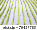 田植えが終わった水田風景 79427785
