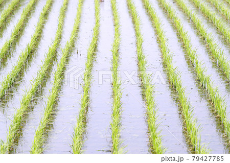田植えが終わった水田風景 79427785