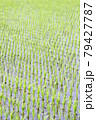田植えが終わった水田風景 79427787