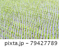 田植えが終わった水田風景 79427789