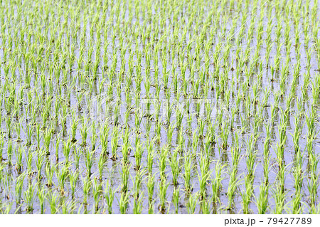 田植えが終わった水田風景 田植えが終わった水田風景 79427789