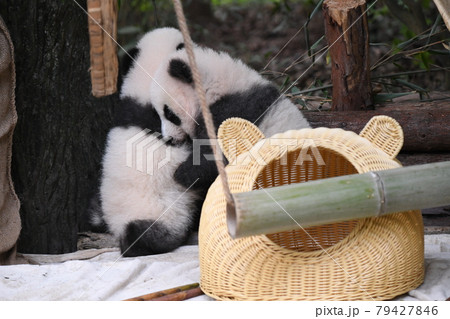 赤ちゃん灰色パンダの二人 赤ちゃん灰色パンダの二人 79427846