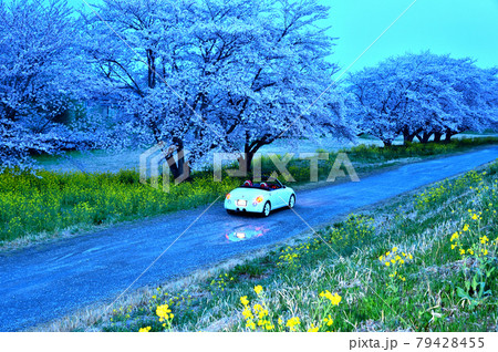 日の出前 夜桜 菜の花 ライトアップ オープンカー(コペン)群馬県 日の出前 夜桜 菜の花 ライトアップ オープンカー(コペン)群馬県 79428455