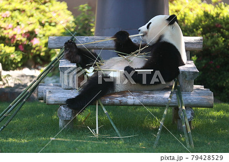 パンダ パンダ 79428529