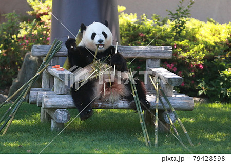 パンダ 79428598
