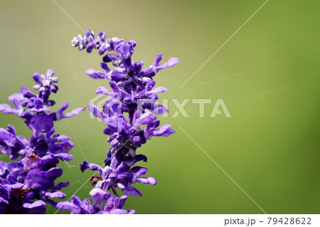 紫の花のクローズアップ写真 79428622