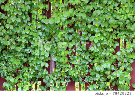 Green leaves pattern use for nature background Green leaves pattern use for nature background 79429222