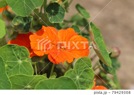 初夏の庭に咲くキンレンカのオレンジ色の花 初夏の庭に咲くキンレンカのオレンジ色の花 79429308