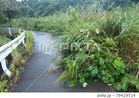 草のはみ出した道 79429514