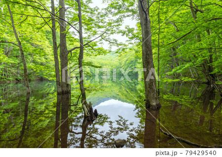 【青森県十和田市-長沼】新緑の長沼-蔦の沼巡りの小径 【青森県十和田市-長沼】新緑の長沼-蔦の沼巡りの小径 79429540