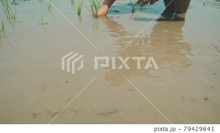 子供の田植え体験 子供の田植え体験 79429641
