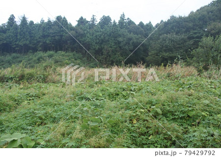 草の生えた荒れ地 草の生えた荒れ地 79429792