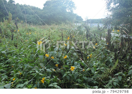 秋草の茂る荒れ地 79429798