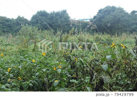 秋草の茂る荒れ地 秋草の茂る荒れ地 79429799