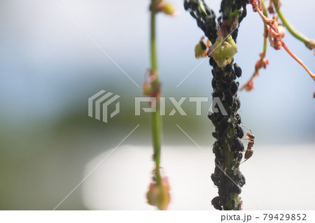 Aphid infestation of garden plants. Aphid infestation of garden plants. 79429852