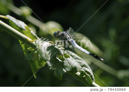 枝垂れ梅の枝にとまり飛んでくる虫を待ち伏せするシオカラトンボのオス1 枝垂れ梅の枝にとまり飛んでくる虫を待ち伏せするシオカラトンボのオス1 79430069