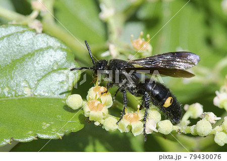 ヤブガラシの蜜を舐めるキオビツチバチのメス2 79430076