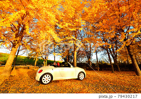 紅葉 銀杏 オープンカー ドライブ(栃木県栃木市) 紅葉 銀杏 オープンカー ドライブ(栃木県栃木市) 79430217