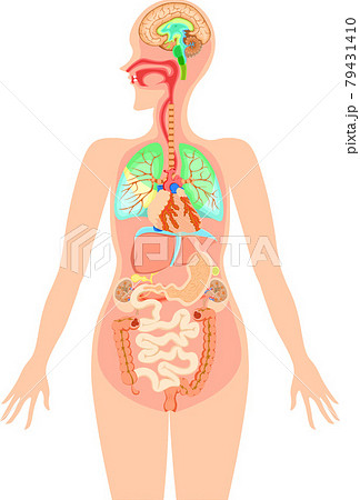 人体構造イラスト　名称なし 79431410