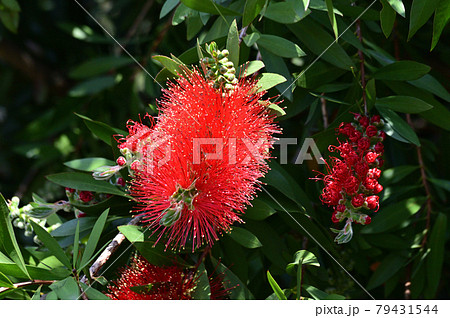 常緑小高木であるブラシノキの、円筒形状の洗浄用ブラシに似た形状の赤色の花序を撮影した写真 79431544