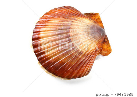 Scallop 79431939