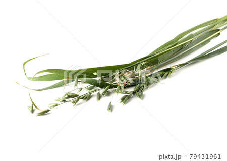 Oat ears Oat ears 79431961