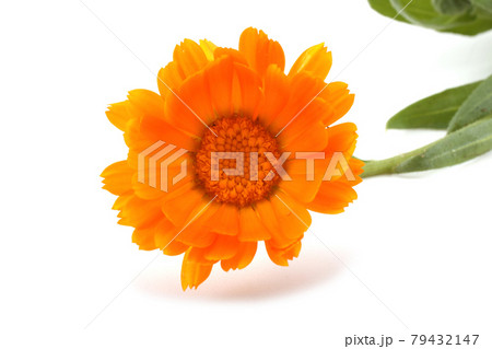 Calendula flower 79432147