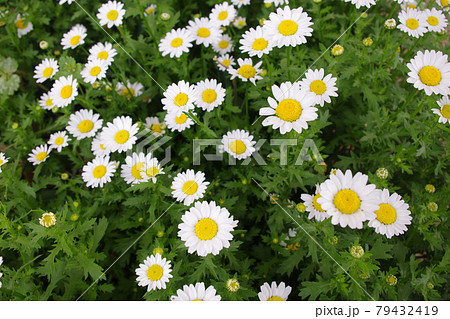 ノースポール ノースポール 79432419