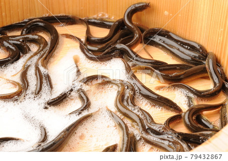 ドジョウ 79432867