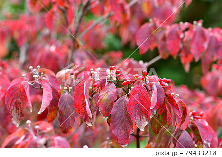 ハナミズキの紅葉と赤い実 ハナミズキの紅葉と赤い実 79433218
