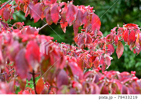 ハナミズキの紅葉と赤い実 79433219