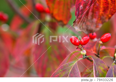 ハナミズキの紅葉と赤い実 ハナミズキの紅葉と赤い実 79433226