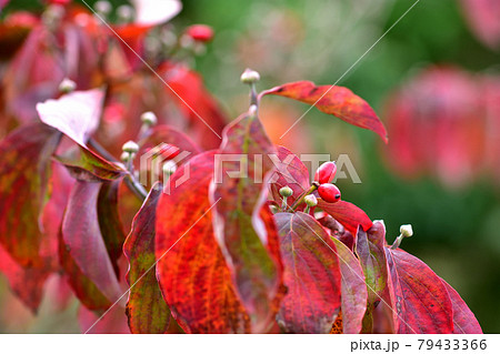 ハナミズキの紅葉と赤い実の写真素材