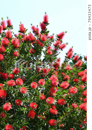 円筒形状の洗浄用ブラシに似た形状の赤色の花序を有する常緑小高木である、ブラシノキを撮影した写真 円筒形状の洗浄用ブラシに似た形状の赤色の花序を有する常緑小高木である、ブラシノキを撮影した写真 79433473