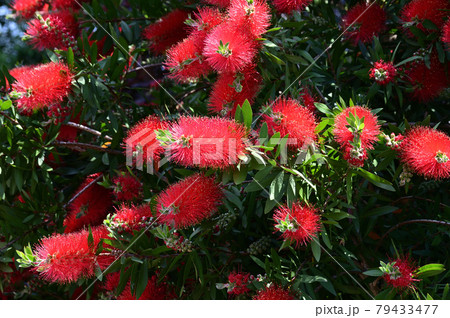 円筒形状の洗浄用ブラシに似た形状の赤色の花序を有する常緑小高木である、ブラシノキを撮影した写真 79433477