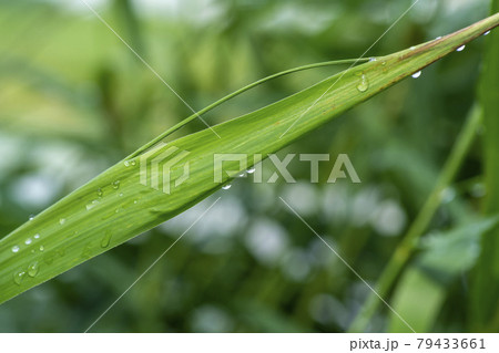 公園 水滴 露 79433661