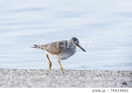 キアシシギ 79433662