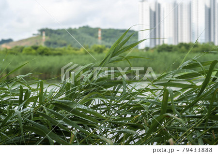 公園 夏 水滴 79433888