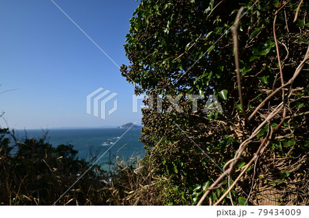 潮風に耐える木々 79434009