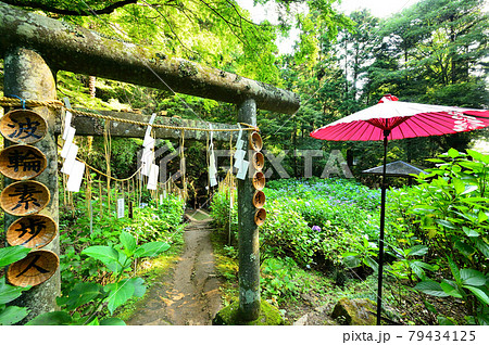 銭洗弁財天　あじさい坂　大平山（栃木県栃木市） 79434125