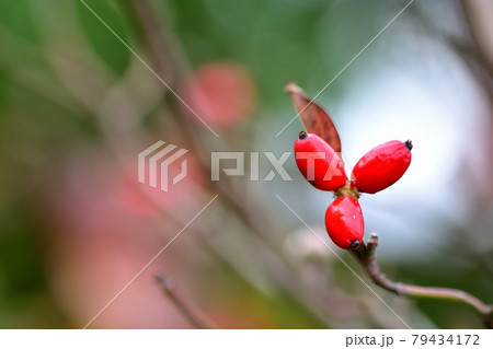 ハナミズキの紅葉と赤い実 ハナミズキの紅葉と赤い実 79434172