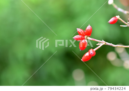 ハナミズキの紅葉と赤い実の写真素材