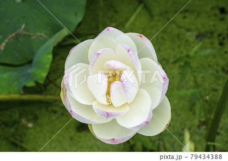蓮 花 ピンク 79434388