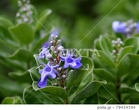 ハマゴウの花と蕾のクローズアップ（群生する浜栲のコバルトブルーの花） 79434594