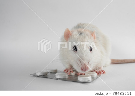 White rat with pills isolated on white background. Experimental rat close-up. Animal testing of drugs. 79435511